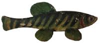 A390 Antiques Decoy, Hand Carved,  Ice Fishing, perch  beautiful  Painted wood with attached metal fins and carved eyes,   Length 9 1/2 "  4 3/4" wide x 3" tall   Circa 1930 