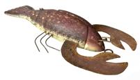 J342 Hand carved Folk Art Crawfish shaped fish decoy featuring original detailed painted surface and glass eyes. Wooden body with stationery tin clays and wire �legs� featuring painted details on all tin to match the body paint. Solid wood body with a metal weight embedded into the Crawfish�s underbelly. From a Wappinger Falls, NY collection. Approximate measurements:  10� long x 5� wide x 1 1/2� tall