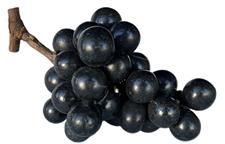 K97 Large cluster of black colored stone fruit grapes with a wooden stem. Great condition. Approximately 9" long