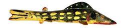 M16B Hand carved Folk Art Pike shaped / painted Fish Decoy from Michigan featuring original green, yellow and red painted surface and carved details for mouth and gills. Wooden body with stationery tin fins featuring painted details on all tin to match the body paint. Painted eyes. Solid wood body with a metal weight embedded into the underbelly. Carver identified as Buriss. Approximate measurements: ~6 &frac12;� long x ~1 &frac34;� wide x ~1 &frac14;� tall. 