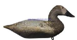 E265 Early Canvasback Hen decoy - circa 1900 - from Upper Bay Susquehanna Flats. Tack eyes and early 2nd coat of paint over the original paint with traces of a brand on bottom of decoy.