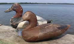 C412 Pair of canvasback decoys carved by Jessie Urie, from Rock Hall Maryland 1950, both birds are in original paint