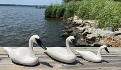 K1606 Group of three miniature Swans carved by Clarence "Titbird" Bauer (1925-2006) of Havre DeGrace, MD  was known as one of the old time carvers of Susquehanna Flats decoys, specializing in miniature decoys"