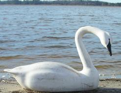 X6  Eastern Shore Maryland late 20th century whistling Swan, hollow carved body, with original paint. Unknow carver, measurements are: 30" long x 17 1/2" tall 11" wide 