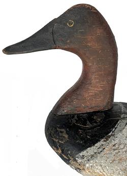 D523 LLoyd Tayler Black Duck