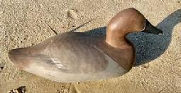 RM1417 Early canvasback hen decoy, carved by Paul Gibson, Havre de Grace, Maryland. Branded underside with "J H� CONDITION: Original paint with light wear;