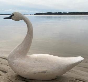 G793 Large hand carved wooden white Swan from Eastern Shore Maryland, wonderful for with a slightly turned head, tack eyes, the body was hollowed out to keep it from splitting unknown carver. 