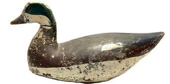 L497 Early hand carved Widgeon Decoy in Working Repaint with remnants of areas of original surface showing through. Carver unknown. Evidence of being shot over. Original staple and rectangular lead weight remain intact on bottom. Approximate measurements: ~14 long x ~5 ½ wide x ~7 tall.