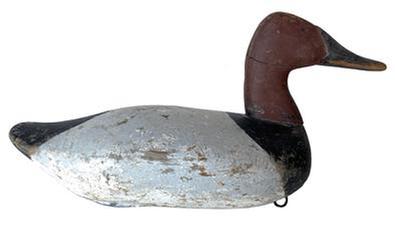 F595 Jim Currier high head Canvasback DrakeJames A. "Jim" Currier (1886-1969)Havre de Grace, MD, c. 1930 The distinctive carving of the head and Roman Nose bill make this high head decoy stand out from most Upper Bay decoys. Early second coat of working paint with gunning wear down to wood16 1/2 in. long