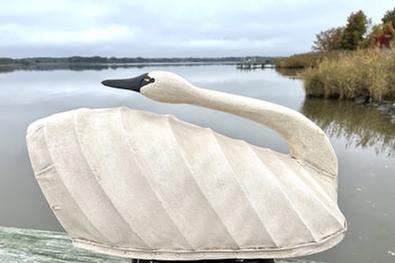 H974 North Carolina canvas covered swan decoy in preening pose. High arched back. Maker unknown. Approximate measurements: 26 &frac12;� long x 13� wide x 12� tall
