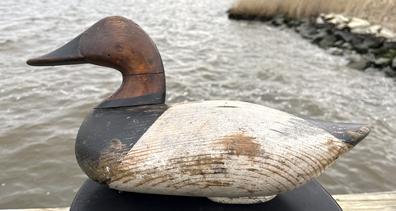 RM1531 Canvasback Drake decoy carved by James Holly (1855-1935) of Havre De Grace Maryland bearing original pained surface. Tight crack to neck. Original staple, ring, and weight intact on bottom. NOTE: James Holly was the youngest son of John "Daddy Holly, Sr. and was a boat builder and craftsman by trade.  