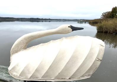H974 North Carolina canvas covered swan decoy in preening pose. High arched back. Maker unknown. Approximate measurements: 26 ½� long x 13� wide x 12� tall
