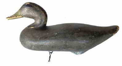 G362 Early black duck by R. Madison Mitchell (1901 - 1993) of Havre de Grace, Maryland. Circa 1940�s. Working decoy, all original. Two single-nail weight on bottom.