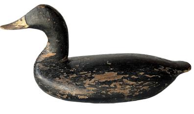 RM1573 High-head Black Duck Decoy carved by Taylor Boyd (1856-1946) of Perryville, Maryland. Surface retains possible second coat of paint with areas of original paint showing through. Original ring and staple intact on bottom. Circa 1910-1920. Approximate measurements: 17 long x 6 ½ wide x 8 ½ tall. 