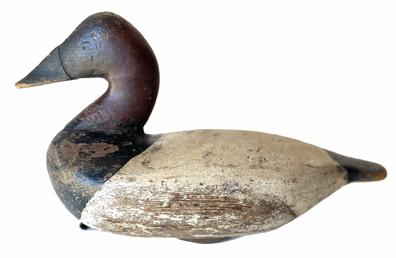 RM1325 Rare Charles Barnard (1876-1958) Canvasback Drake  decoy from upper Chesapeake Bay branded on bottom with a "G" for the name Gabler rig 