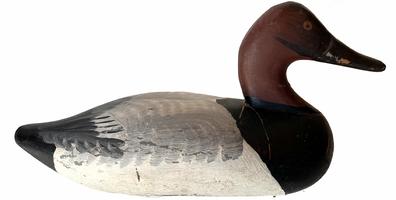 H24  Captain Jess Urie (1901-1978), Rock Hall, Maryland Canvasback Drake.circa 1960 Jess Urie made his living by fishing and running charters. He was a perfectionist and all of his birds had extensive feathering and wing painting. Rigged, in excellent condition