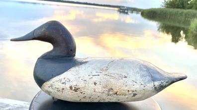 **Sold**H505 Early Canvasback drake decoy carved by Scott Jackson, Charlestown, Maryland, circa 1900.  Condition Report: Appealing old in use repaint; small dents and cracks. Literature: "Decoys of the Mid Atlantic Region," Henry Fleckenstein, Jr.