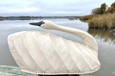 H974 North Carolina canvas covered swan decoy in preening pose. High arched back. Maker unknown. Approximate measurements: 26 ½� long x 13� wide x 12� tall