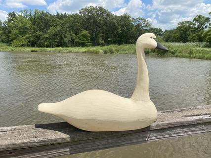 Full sized White Swan decoy carved by John Paxson of Back Bay, Virginia - branded on bottom with �JP� as was his makers mark. Decoy has tack eyes, and a solid