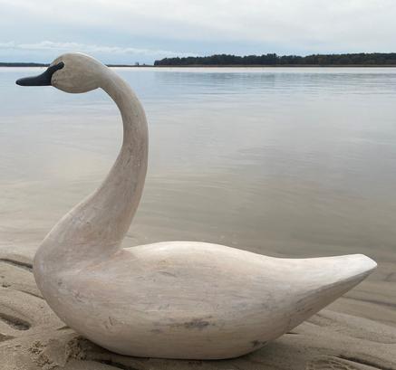 G793 Large hand carved wooden white  Swan from Eastern Shore Maryland, wonderful for with a slightly turned head, tack eyes, the body was hollowed out to keep it from splitting unknown carver. Measurement 23" tall x 37 1/2" long x 12" wide